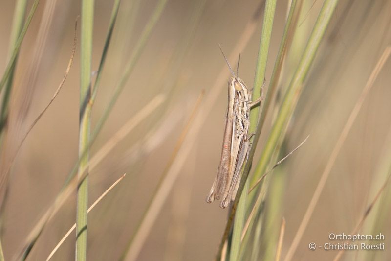 Euchorthippus pulvinatus ♀ - RU, Dobrudscha, Gura Dobrogei, 26.07.2020