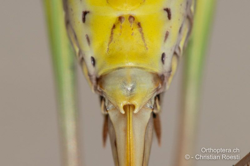 Hinterleibsende mit der Subgenitalplatte von Decticus verrucivorus ♀ von unten - HR, Dalmatien, Sinj, 26.07.2022