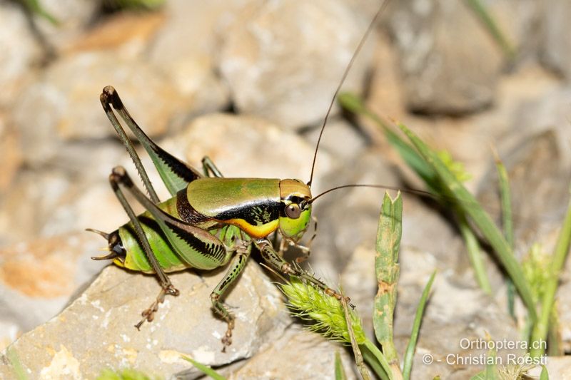 Eupholidoptera schmidti ♂ - HR, Dalmatien, Split, 01.08.2022