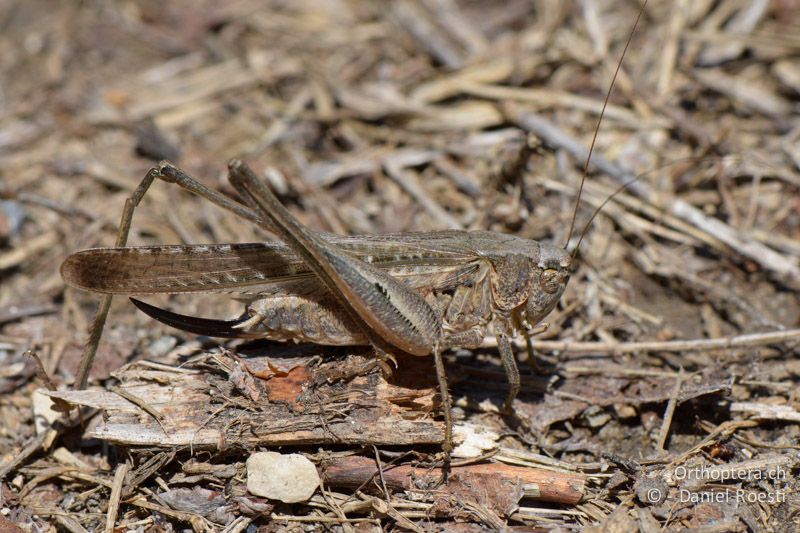 Platycleis sabulosa ♀ - FR, bei Manosque, 05.07.2014