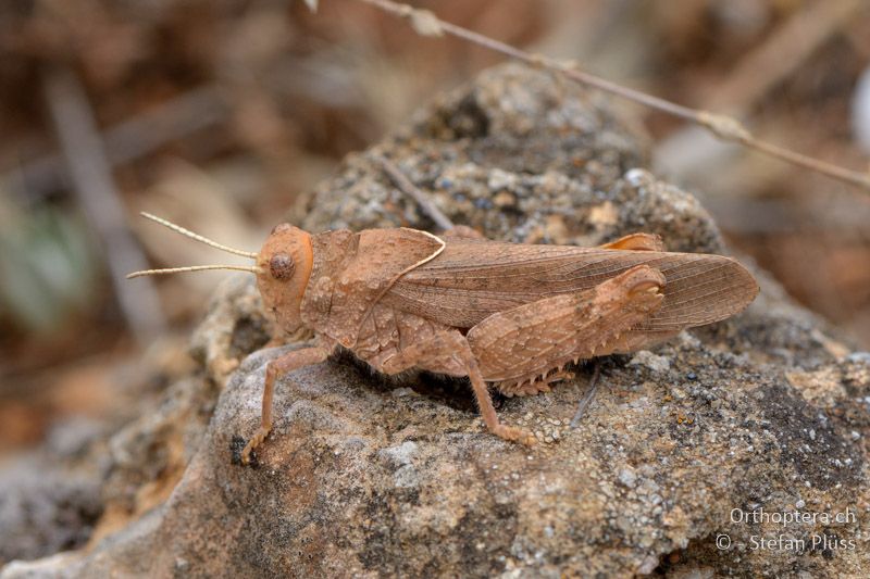 ♂ der Steinschrecke Asiotmethis limbatus - GR, Westmakedonien, Klidi, 09.07.2013