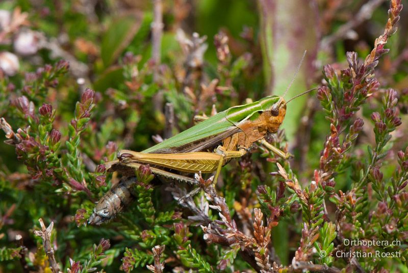 Omocestus viridulus ♀ - CH, SG, Gamserrugg, 05.09.2010