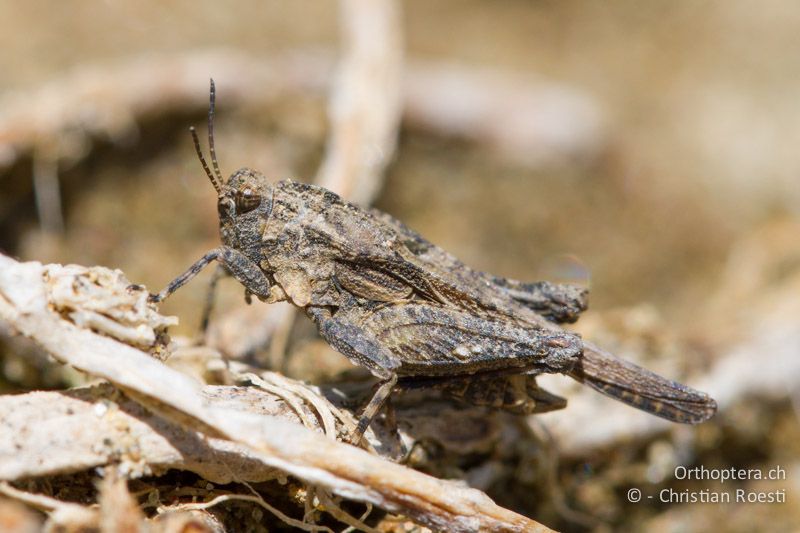 Tetrix depressa ♂ - BG, Krumovgrad, 23.04.2012