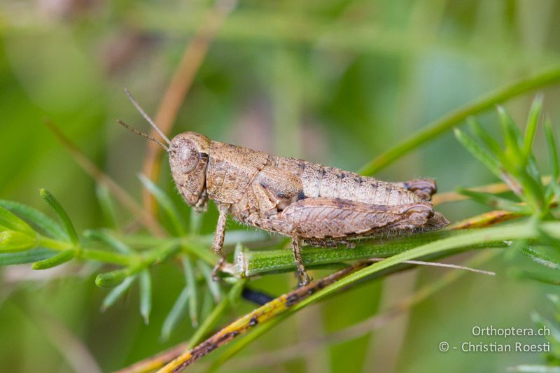 Pezotettix giornae ♀ - CH, TI, Mt. Caslano, 02.09.2013