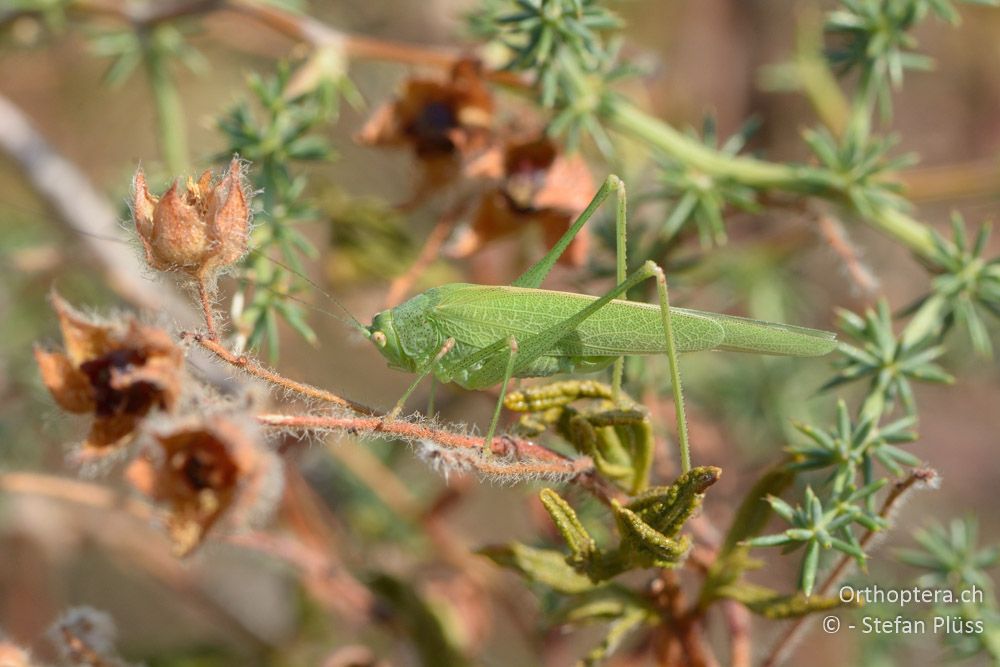 Phaneroptera nana ♀ - HR, Istrien, Premantura, 22.07.2015