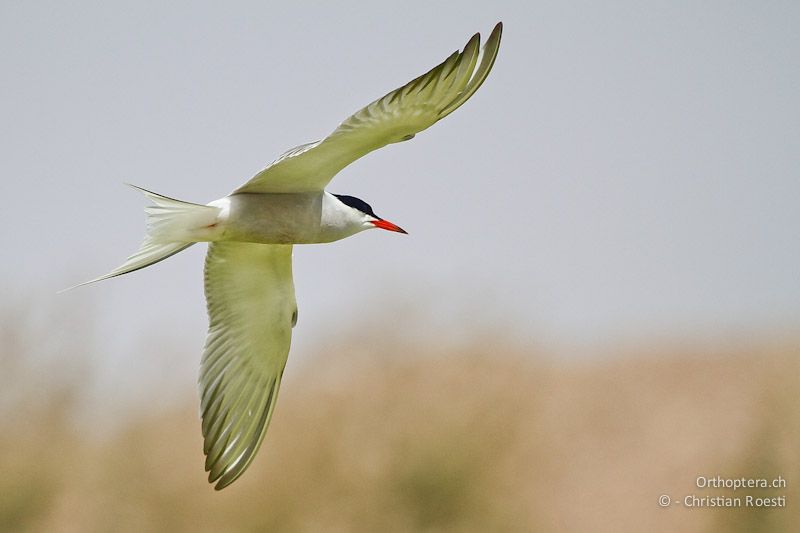 Flussseeschwalbe (Common Tern, Sterna hirundo). Qasr Amra, 16.04.2011