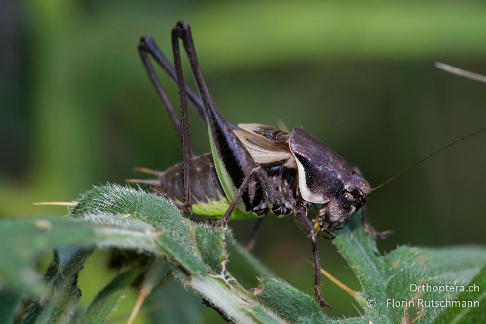 Pholidoptera macedonica beim Singen - Mt. Vernon, 18.07.2011