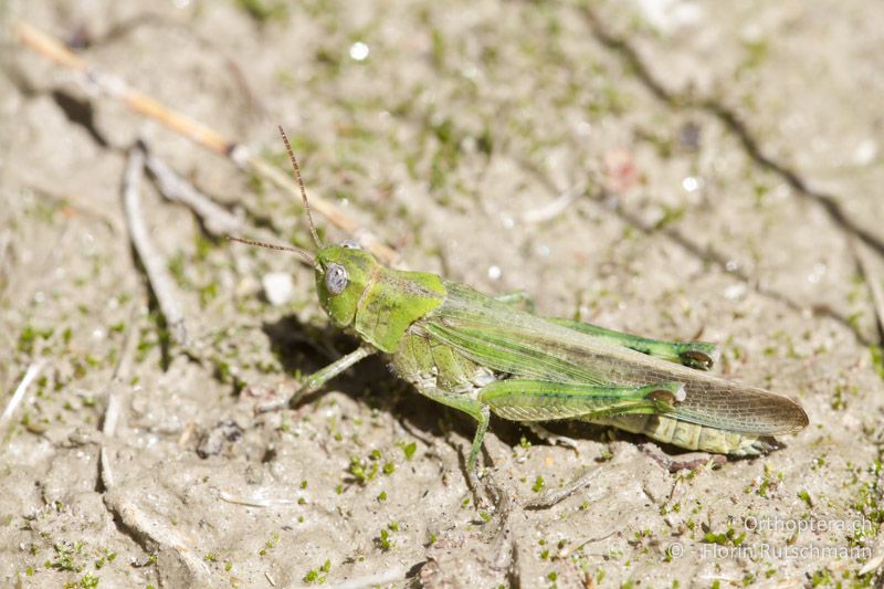 Epacromius tergestinus ponticus ♀ - CH, VS, Salgesch, 11.08.2013