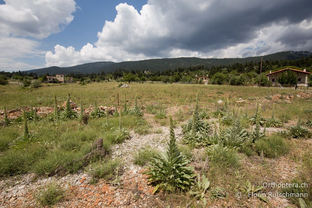 Hochplateau - GR, Mittelgriechenland, Mt. Parnassos, 10.06.2015