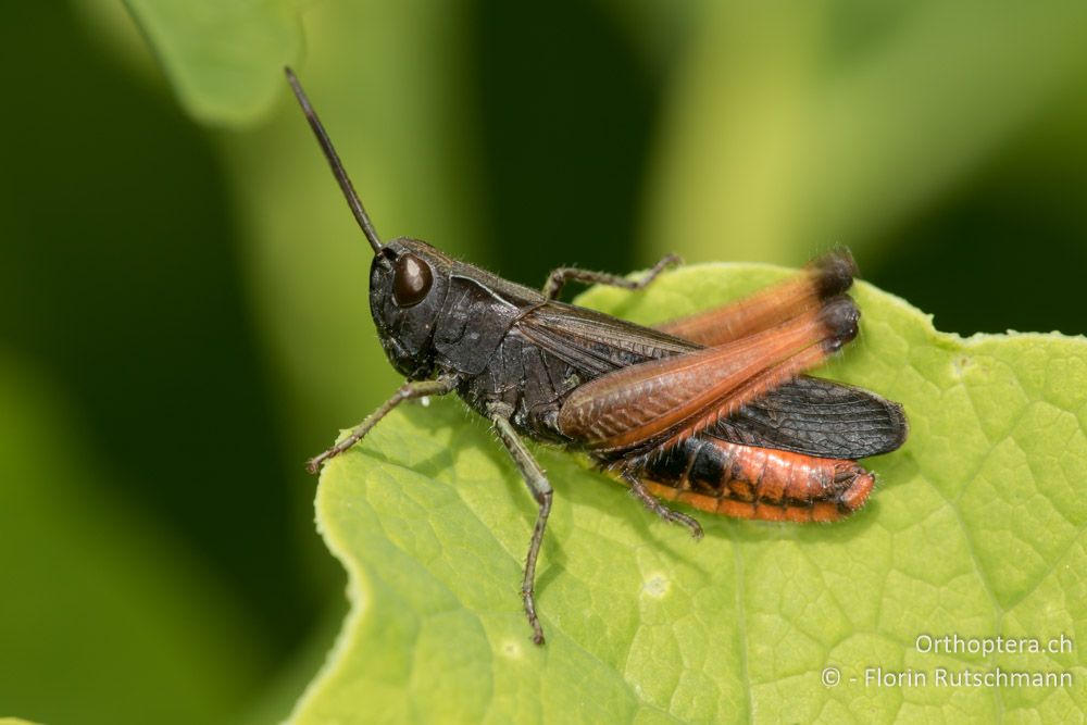 Singendes ♂ des Buntbäuchigen Grashüpfers (Omocestus rufipes) - HR, Istrien, Motovun, 16.06.2016