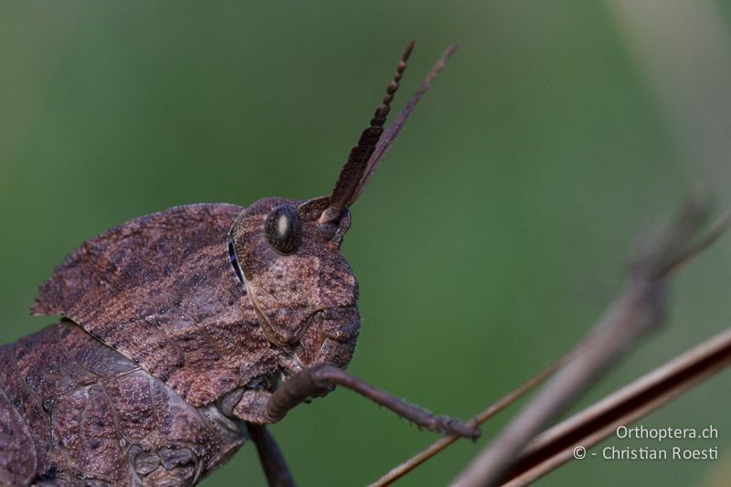 Pamphagid (Hoplolopha sp.) - SA, Limpopo, Tzaneen, Kurisa Moya Lodge, 07.01.2015