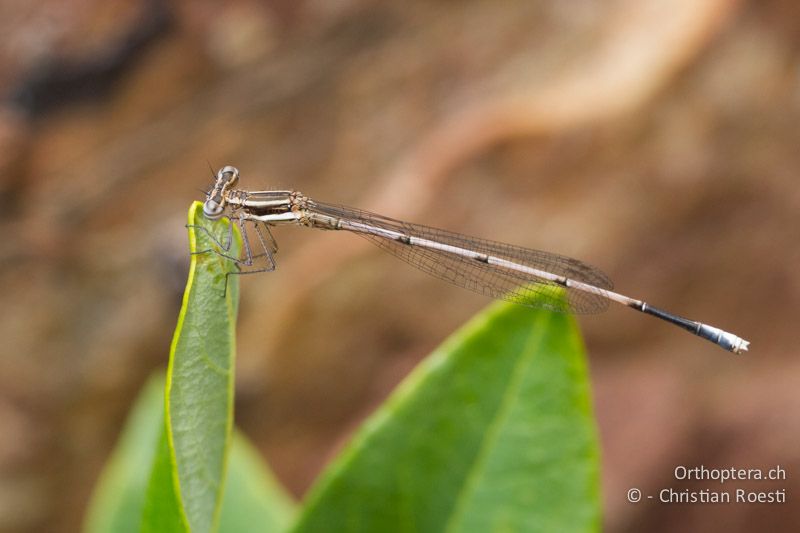 Elattoneura glauca, Common Threadtail ♂ imm. - SA, Mpumalanga, Matibidi, Seitenbach vom Blyde River, 10.01.2015