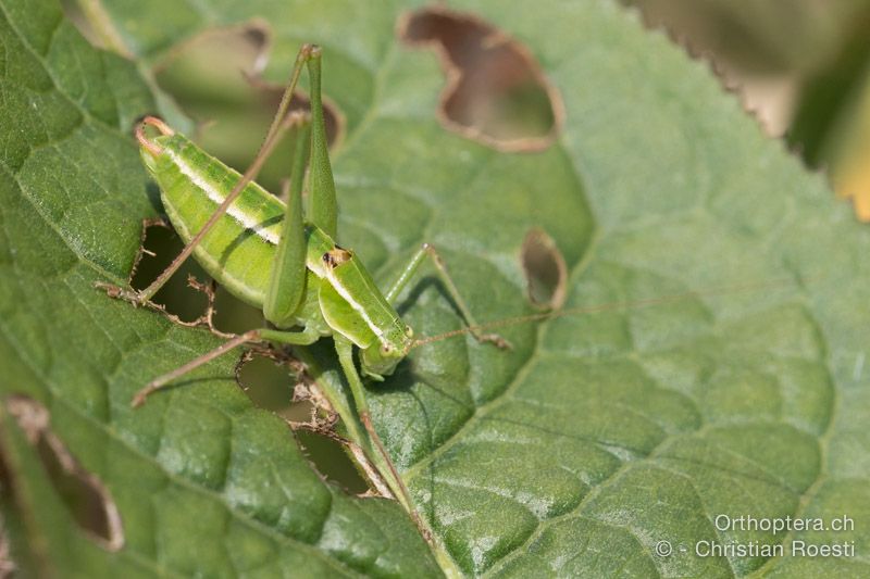 Poecilimon elegans ♂ - HR, Istrien, Brest, 25.07.2015