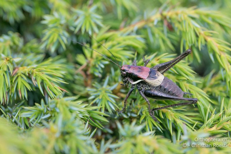 Pholidoptera rhodopensis ♂ - BG, Blagoewgrad, Bergwiese bei Pass nach Pirin, 12.07.2018