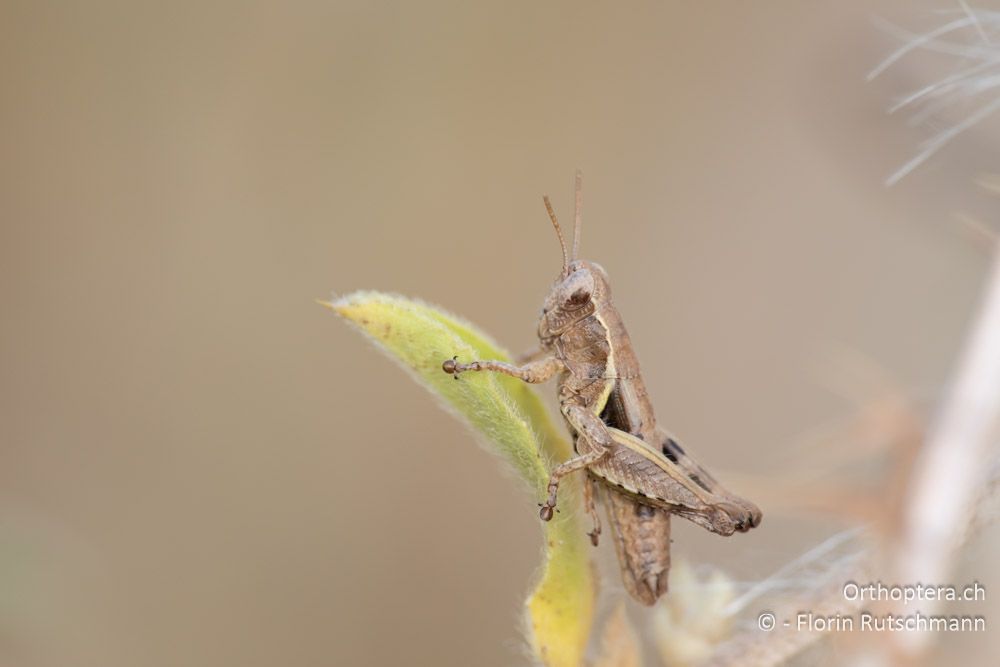 Pezotettix giornae ♂ - GR, Epirus, Preveza, 07.06.2024