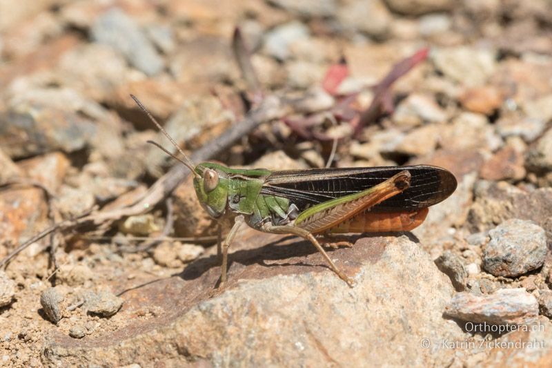 Bunter Alpengrashüpfer (Stenobothrus rubicundulus) ♂ - GR, Westmakedonien, Mt. Varnous, Pisoderi, 12.07.2017