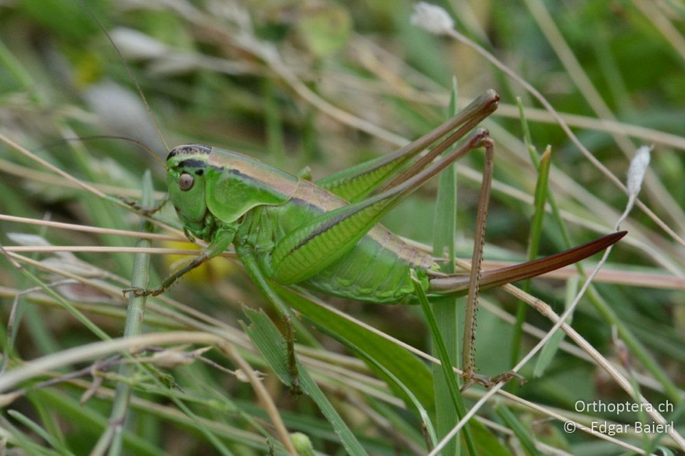 Pholidoptera frivaldszkyi ♀ - BG, Pasardschik, Streltscha, 10.07.2018