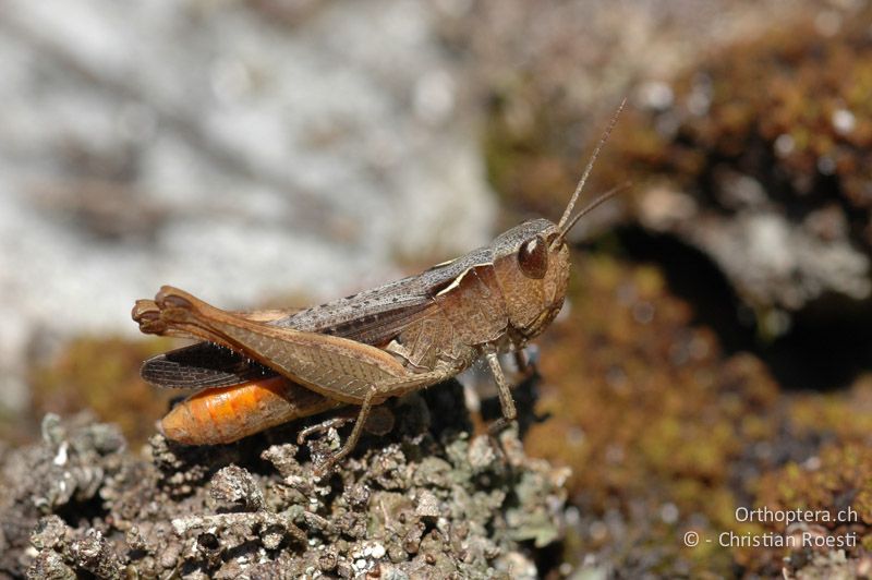 Chorthippus vagans ♀ - CH, VS, Salgesch, 31.07.2007