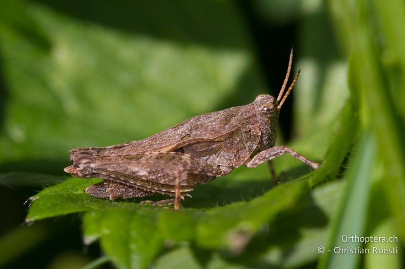 Kurzdorniges ♀ von Tetrix subulata - CH, TI, Isone, 04.09.2013