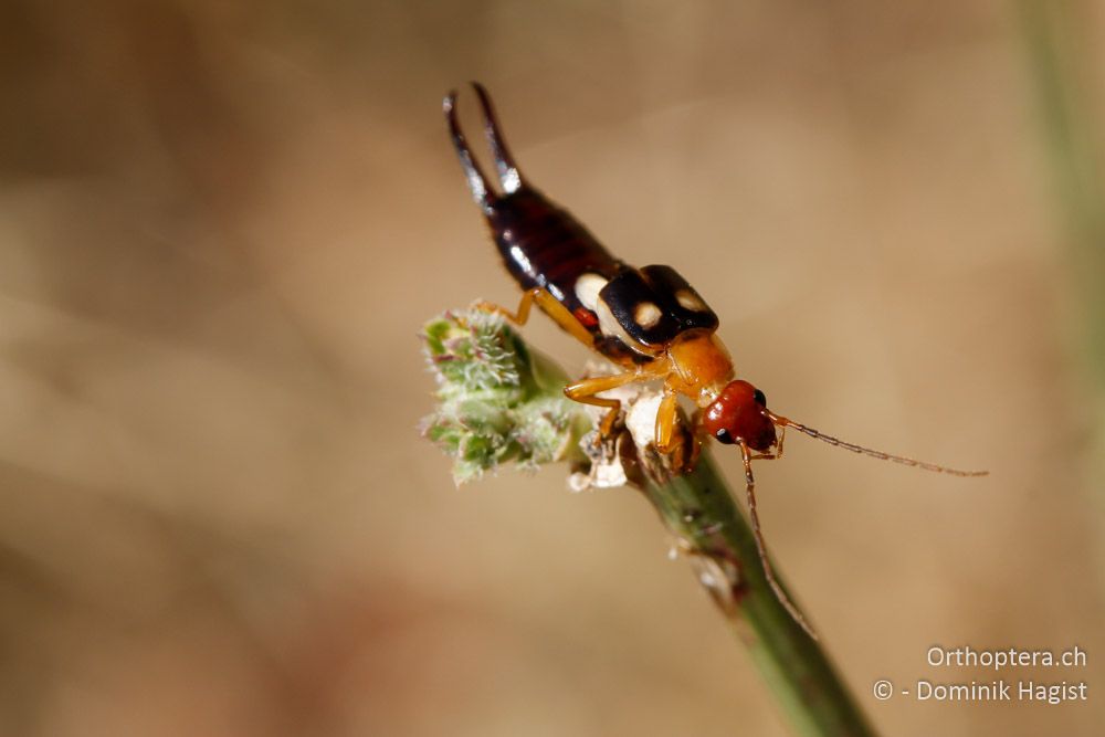 Zweipunktohrwurm (Anechura bipunctata) - Am Kleinen Prespa-See, 19.07.2011