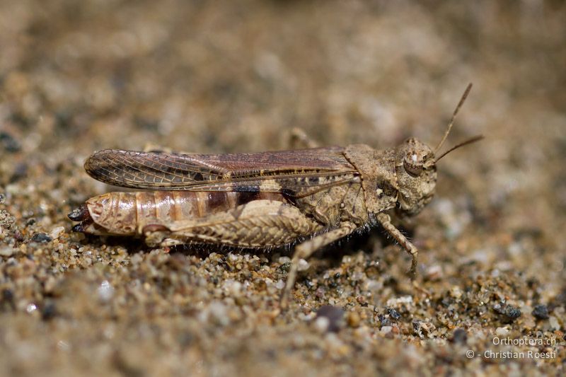 Weibchen der Insubrischen Ödlandschrecke (Acrotylus insubricus). Dolna Kula an der Krumovitsa, 24.04.2012