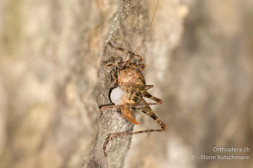 Troglophilus neglectus ♀ frisst Spermatophore - HR, Istrien, Pazin, 16.07.2015