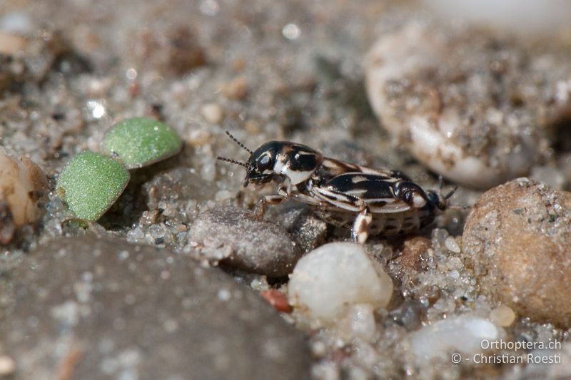 Xya variegata ♀ - AT, Burgenland, Apetlon, Rosaliakapelle, 30.06.2010