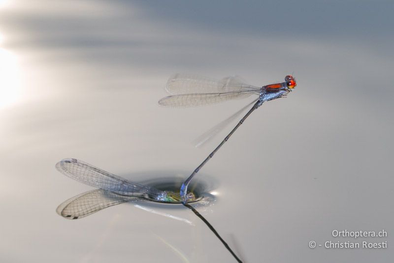 Pseudagrion cf. vaalense Vaal Sprite ♀♂. Das Männchen entliess das Weibchen erst, als es im Wasser verschwand - SA, Mpumalanga, Matibidi, Blyde Canyon Forever Resort, 09.01.2015