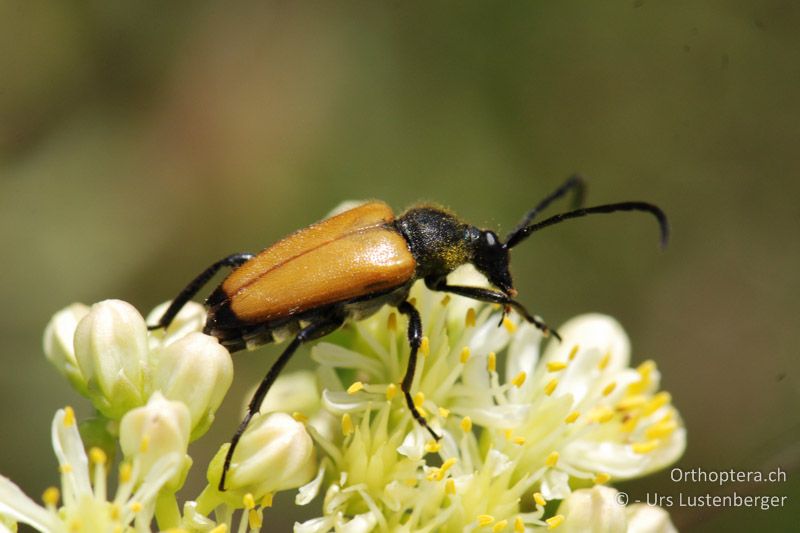 Bockkäfer der Gattung Leptura - FR, Plateau d'Aumelas, 11.07.2014