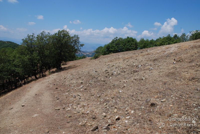 Lebensraum der Steinschrecke Glyphotmethis heldreichi - GR, Thessalien, Meteora, 13.07.2013