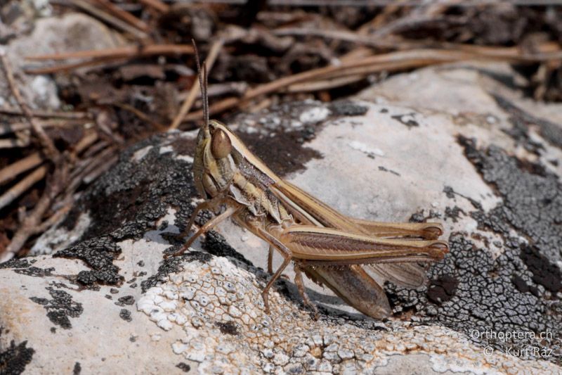 Grashüpfer Euchorthippus chopardi ♀ - FR, Col des Portes, 06.07.2014