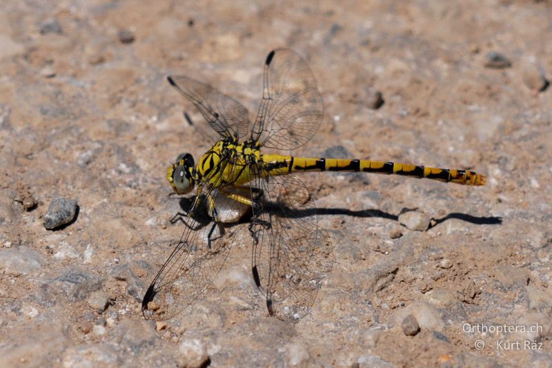 Kleine Zangenlibelle (Onychogomphus forcipatus) ♀ - FR, Canal de Vergière, 08.07.2014