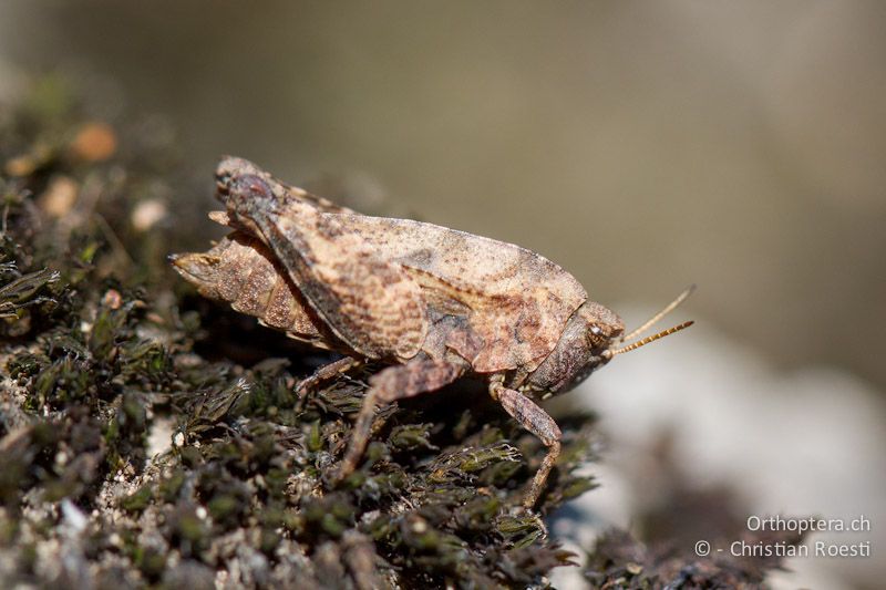 Tetrix kraussi ♀ - CH, TI, Mt. Generoso, 13.09.2012