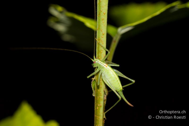 Meconema meridionale ♀ - CH, TI, Castel-San-Pietro, 02.09.2013