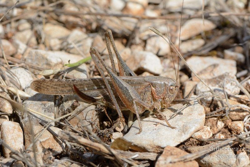 Platycleis intermedia ♀ - FR, Col des Portes, 06.07.2014