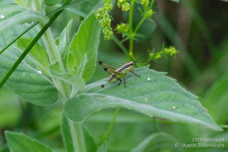 Nymphe von Pachytrachis gracilis