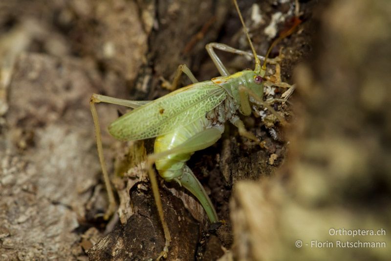 Meconema thalassinum ♀ bei der Eiablage in morsches Holz - CH, AG, Untersiggenthal, 01.10.2011