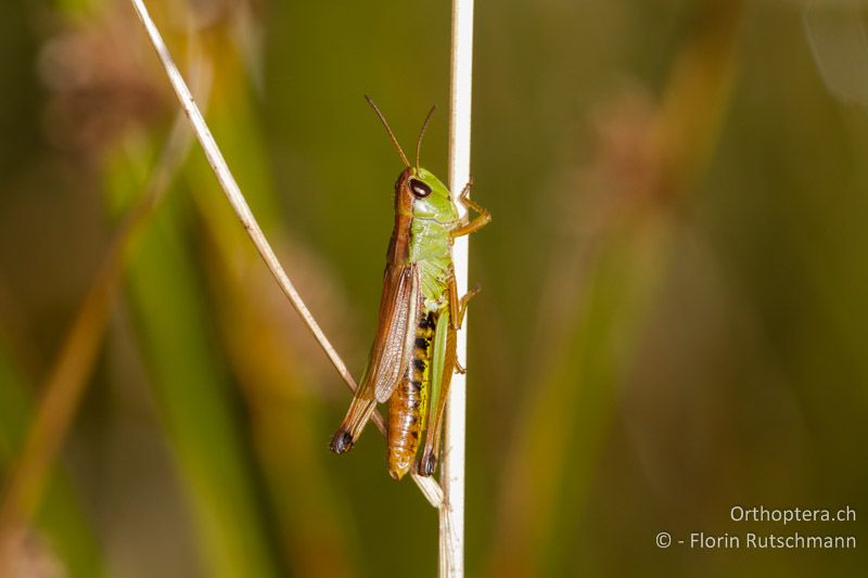 Pseudochorthippus montanus ♀ - CH, BE, Jaunpass, 08.09.2012