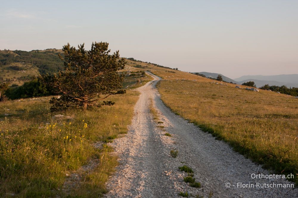 Weidelandschaft im Učka-Gebirge - HR, Istrien, Učka-Gebirge, 11.06.2014