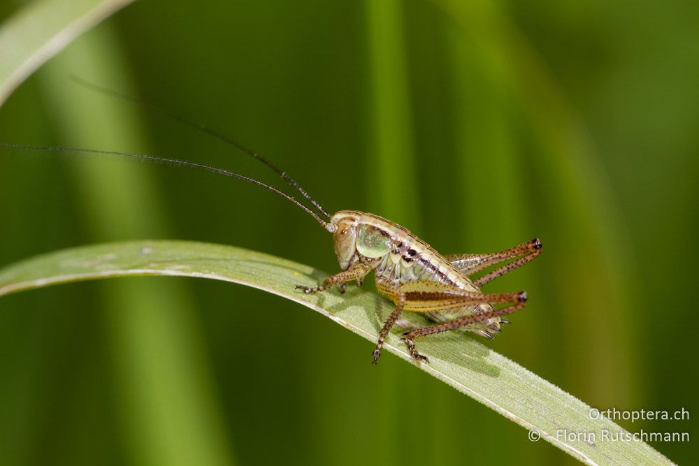 Larve von Roeseliana roeselii - HR, Istrien, Račja Vas, 10.06.2014