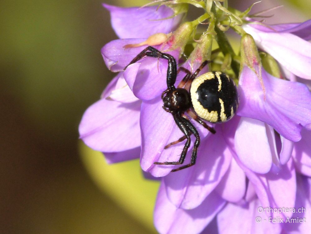 Südliche Glanz-Krabbenspinne (Synema globosum) - GR, Westmakedonien, Mt. Varnous, 11.07.2013