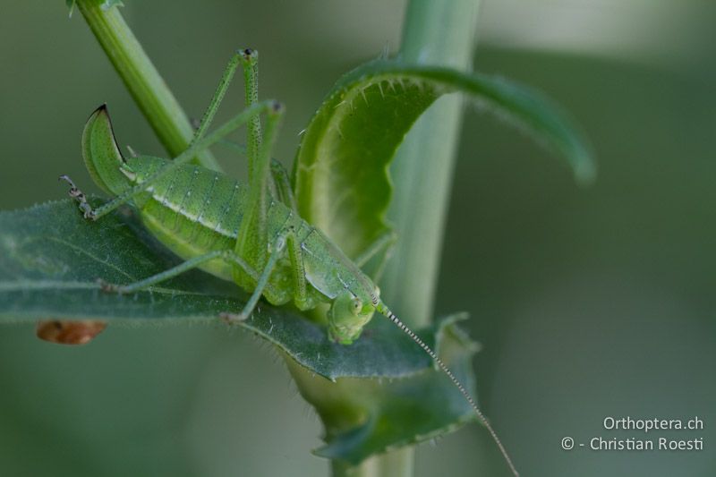 Larve von Leptophyes boscii ♀ im letzten Larvenstadium - HR, Istrien, Pazin, 12.06.2014