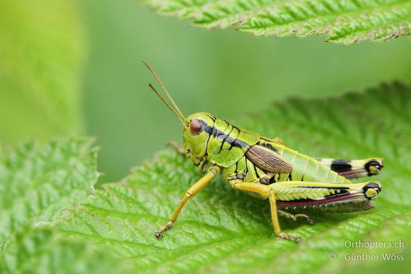 Miramella carinthiaca ♀ - AT, Kärnten, Klippitztörl, 26.07.2014