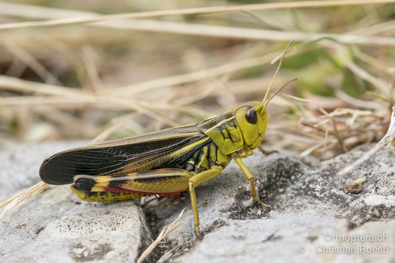 Arcyptera fusca ♂ - HR, Istrien, Račja Vas, Dol, 24.07.2015