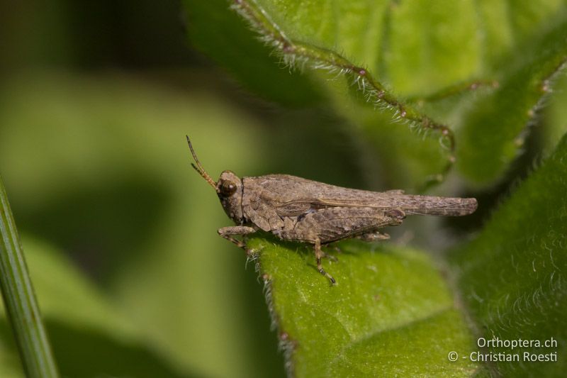 ♂ der Westlichen Dornschrecke (Tetrix ceperoi) - HR, Istrien, Cerovlje, 24.06.2016