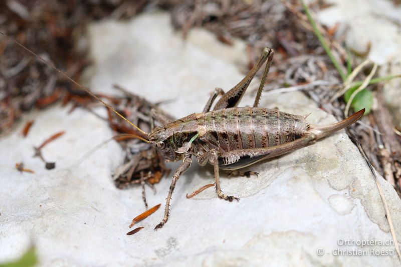 Antaxius difformis ♀ - SLO, Gorensjska, Mt. Vogel, 19.09.2016