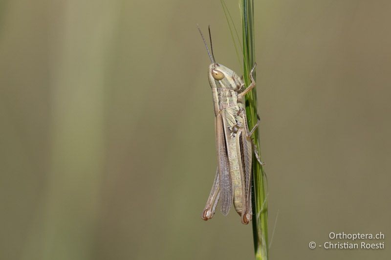 Euchorthippus pulvinatus ♀ - RU, Dobrudscha, Gura Dobrogei, 15.07.2021