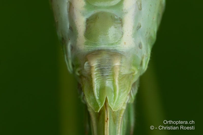 Subgenitalplatte von Tettigonia cantans ♀ - CH, BE, Worb, 08.08.2024