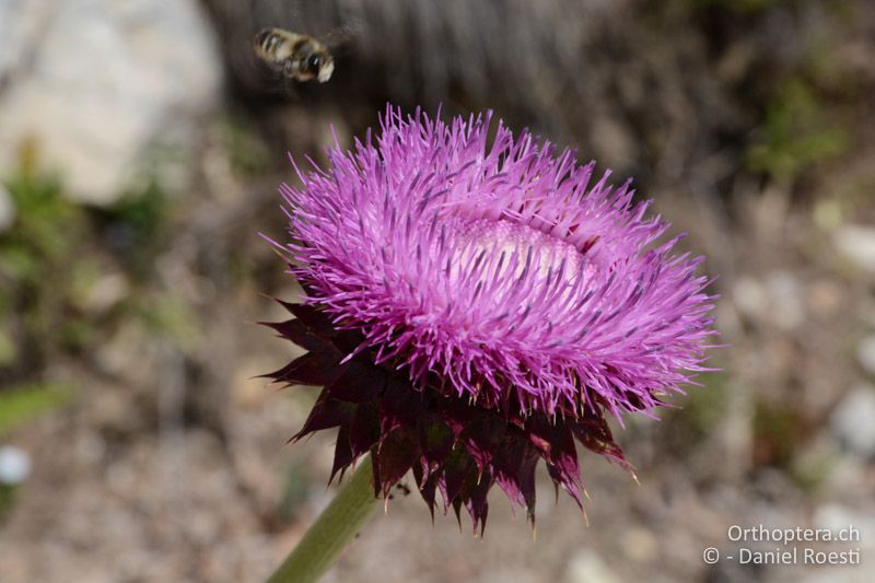 Spinnweben-Silberscharte - BG, Blagoewgrad, Pirin-Gebirge, 12.07.2018