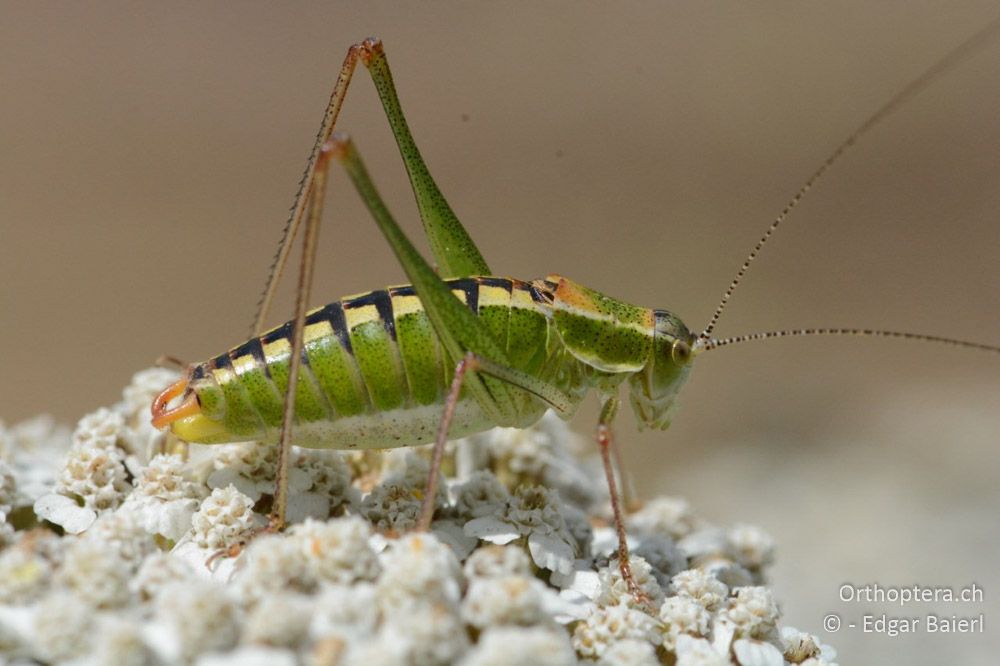 Poecilimon brunneri ♂ - BG, Sofia, Kopriwschtiza, 11.07.2018